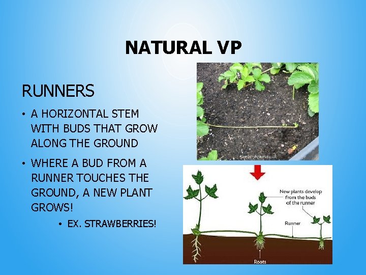 NATURAL VP RUNNERS • A HORIZONTAL STEM WITH BUDS THAT GROW ALONG THE GROUND