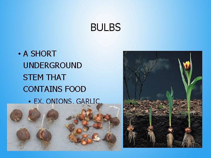 BULBS • A SHORT UNDERGROUND STEM THAT CONTAINS FOOD • EX. ONIONS, GARLIC, TULIPS,