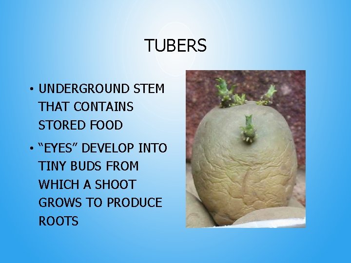 TUBERS • UNDERGROUND STEM THAT CONTAINS STORED FOOD • “EYES” DEVELOP INTO TINY BUDS