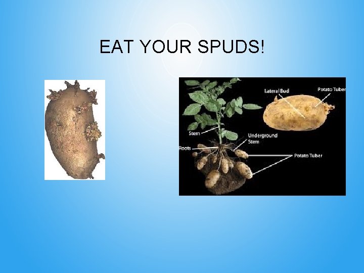 EAT YOUR SPUDS! 