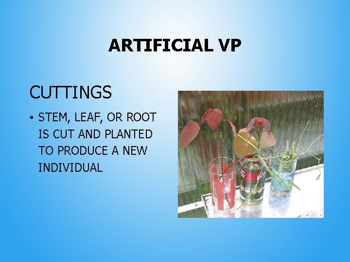 ARTIFICIAL VP CUTTINGS • STEM, LEAF, OR ROOT IS CUT AND PLANTED TO PRODUCE