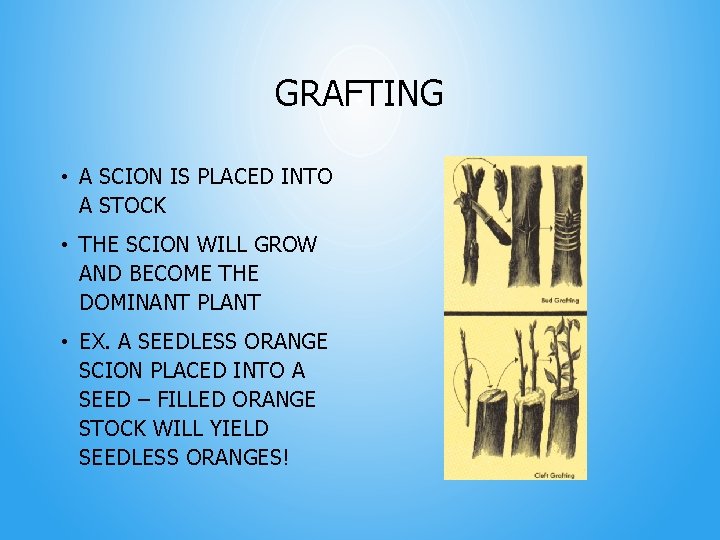 GRAFTING • A SCION IS PLACED INTO A STOCK • THE SCION WILL GROW