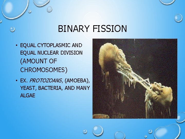 BINARY FISSION • EQUAL CYTOPLASMIC AND EQUAL NUCLEAR DIVISION (AMOUNT OF CHROMOSOMES) • EX.