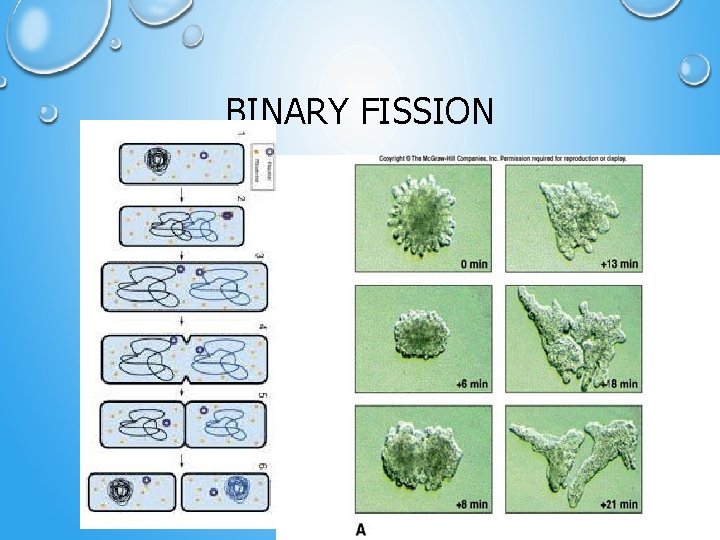 BINARY FISSION 