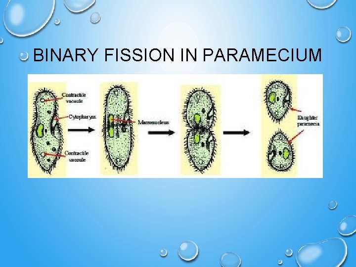 BINARY FISSION IN PARAMECIUM 