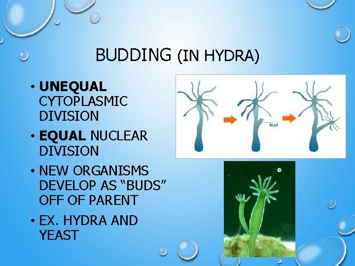 BUDDING (IN HYDRA) • UNEQUAL CYTOPLASMIC DIVISION • EQUAL NUCLEAR DIVISION • NEW ORGANISMS