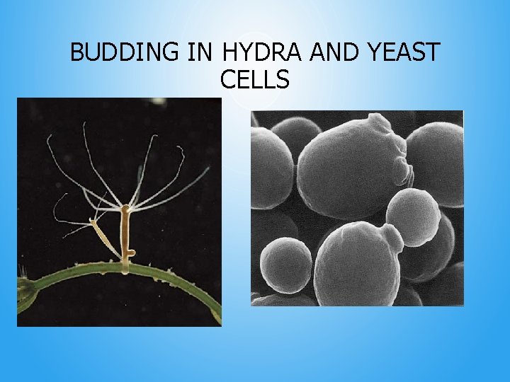 BUDDING IN HYDRA AND YEAST CELLS 