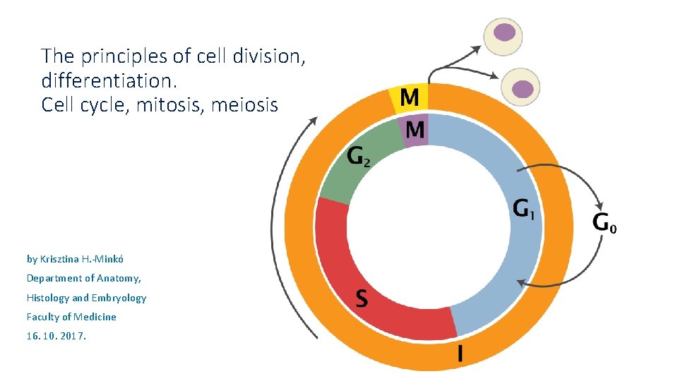 The principles of cell division, differentiation. Cell cycle, mitosis, meiosis by Krisztina H. -Minkó