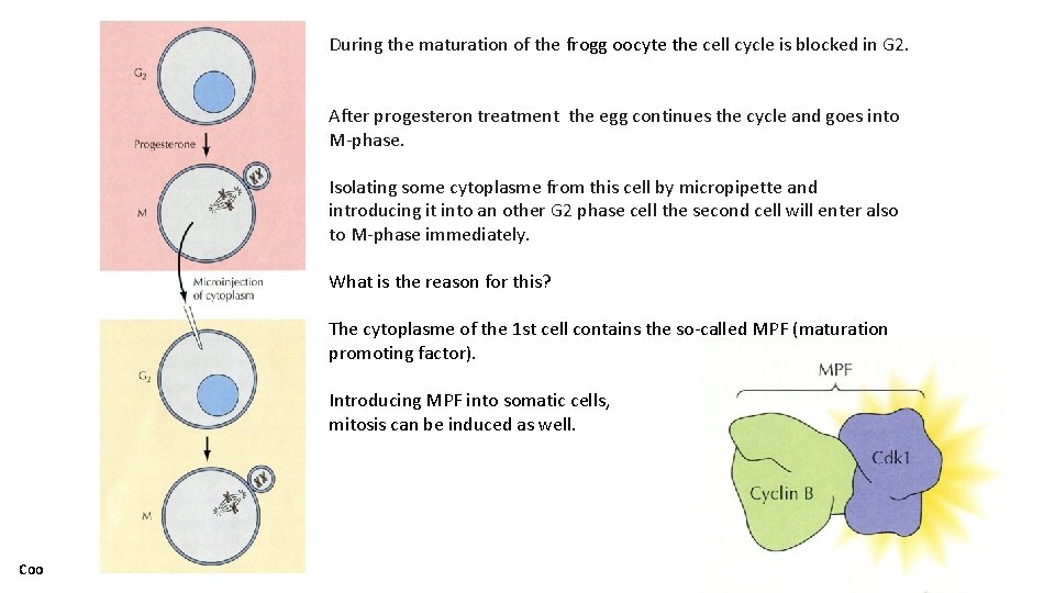 During the maturation of the frogg oocyte the cell cycle is blocked in G