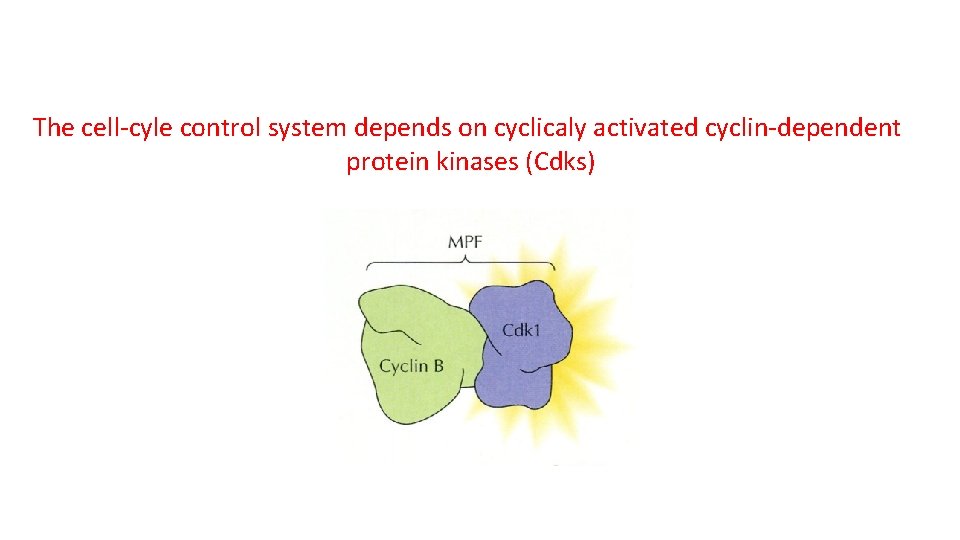 The cell-cyle control system depends on cyclicaly activated cyclin-dependent protein kinases (Cdks) 