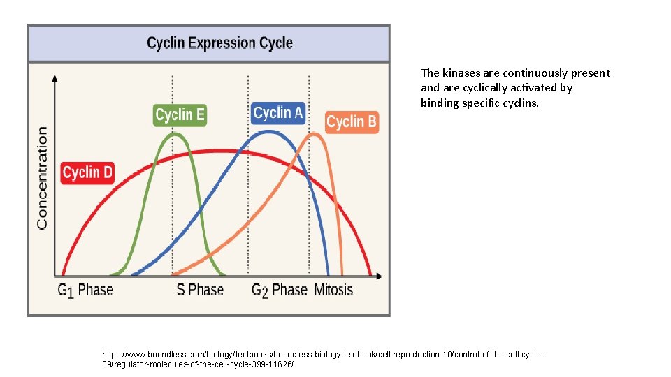 The kinases are continuously present and are cyclically activated by binding specific cyclins. https:
