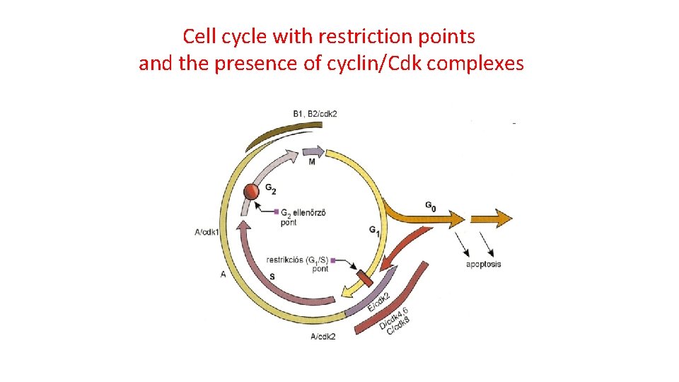Cell cycle with restriction points and the presence of cyclin/Cdk complexes 
