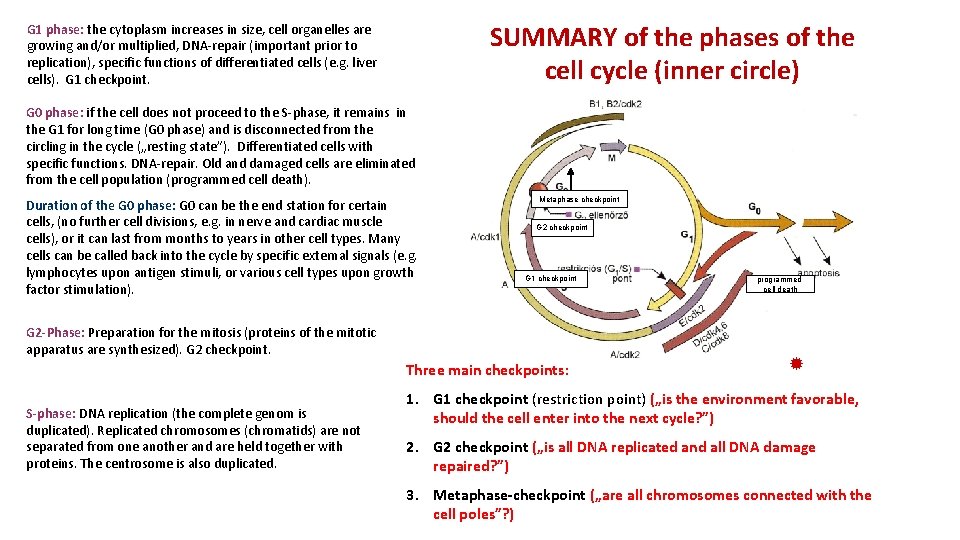 SUMMARY of the phases of the cell cycle (inner circle) G 1 phase: the