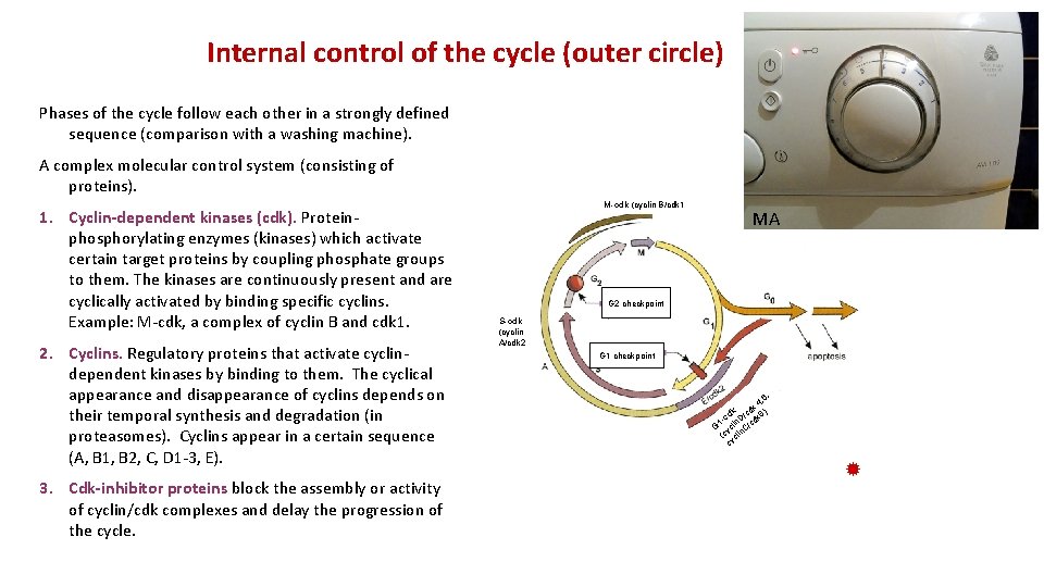 Internal control of the cycle (outer circle) Phases of the cycle follow each other
