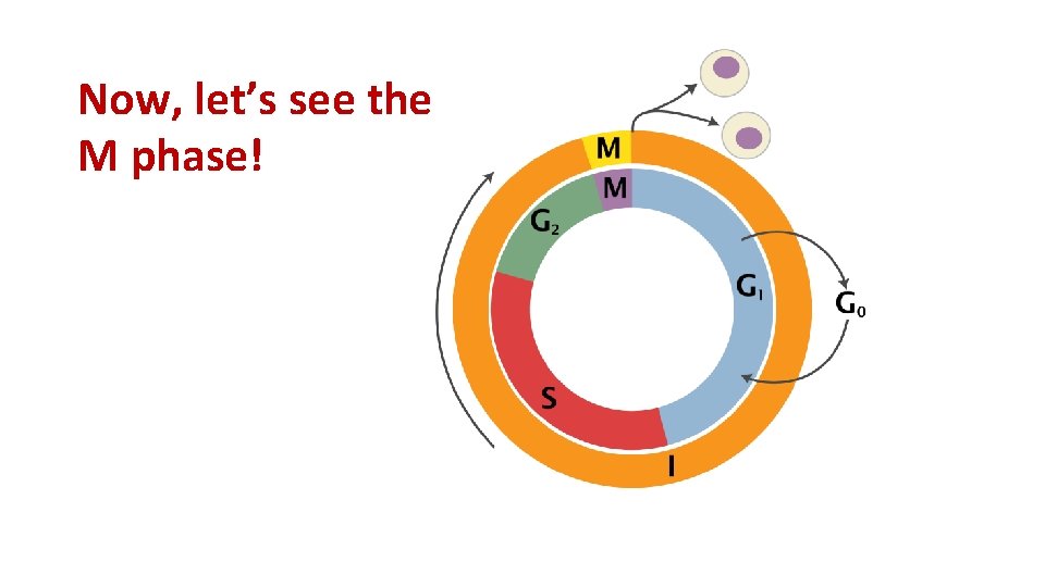 Now, let’s see the M phase! 