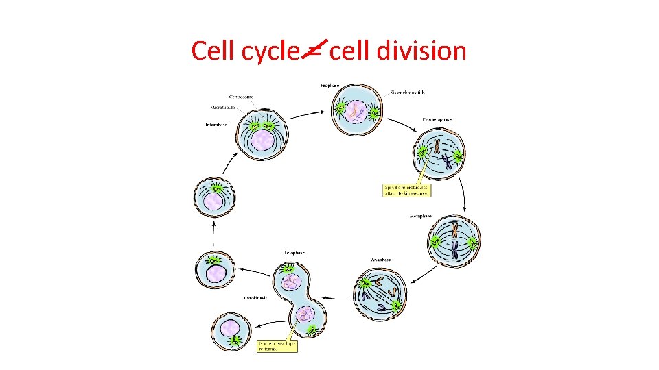 Cell cycle = cell division 