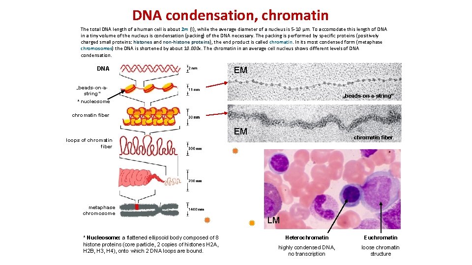 DNA condensation, chromatin The total DNA length of a human cell is about 2