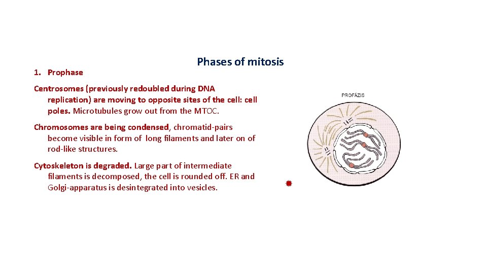 1. Prophase Phases of mitosis Centrosomes (previously redoubled during DNA replication) are moving to