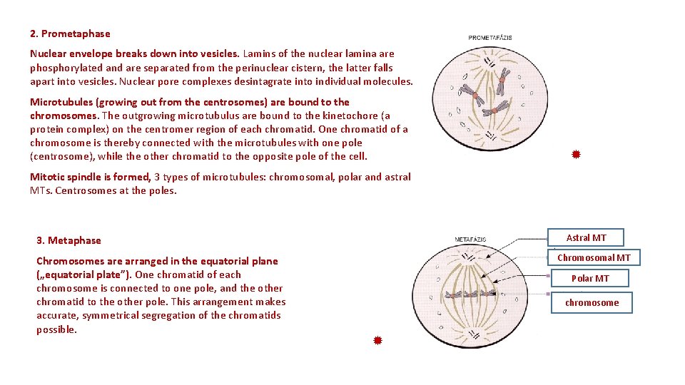 2. Prometaphase Nuclear envelope breaks down into vesicles. Lamins of the nuclear lamina are