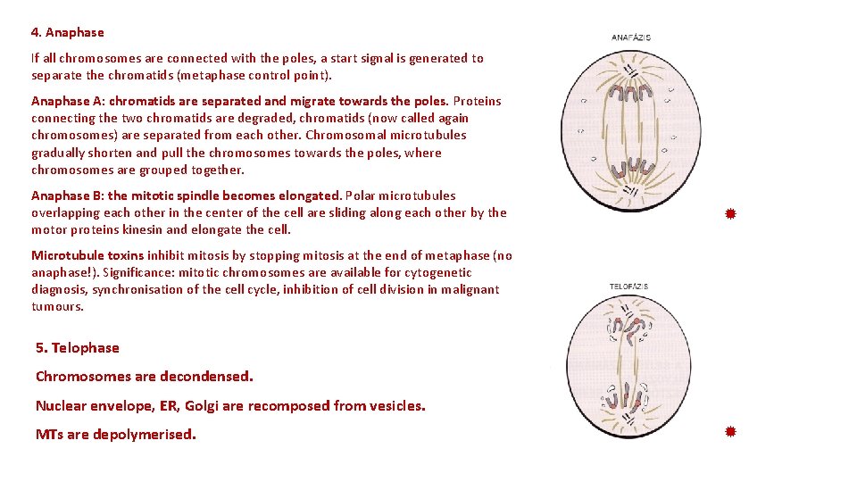 4. Anaphase If all chromosomes are connected with the poles, a start signal is
