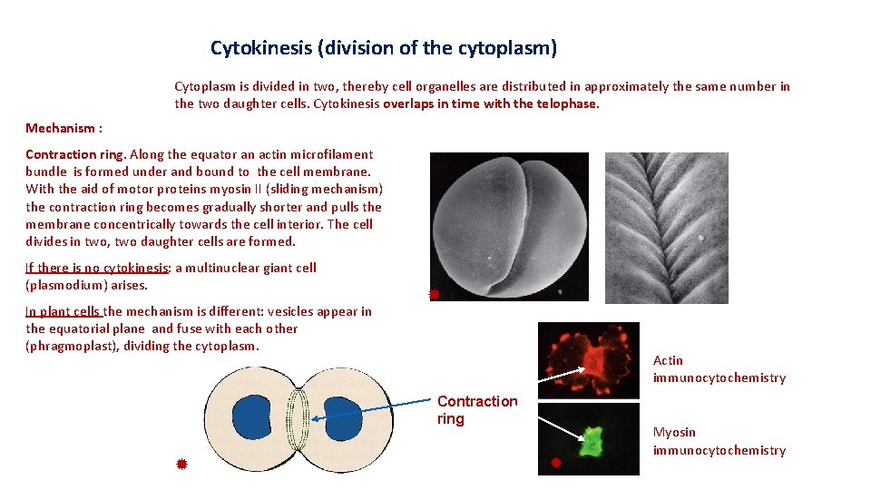 Cytokinesis (division of the cytoplasm) Cytoplasm is divided in two, thereby cell organelles are