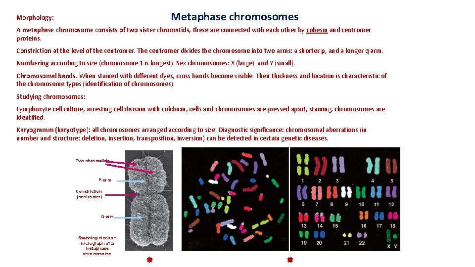 Metaphase chromosomes Morphology: A metaphase chromosome consists of two sister chromatids, these are connected