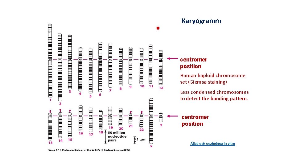 Karyogramm centromer position Human haploid chromosome set (Giemsa staining) Less condensed chromosomes to detect