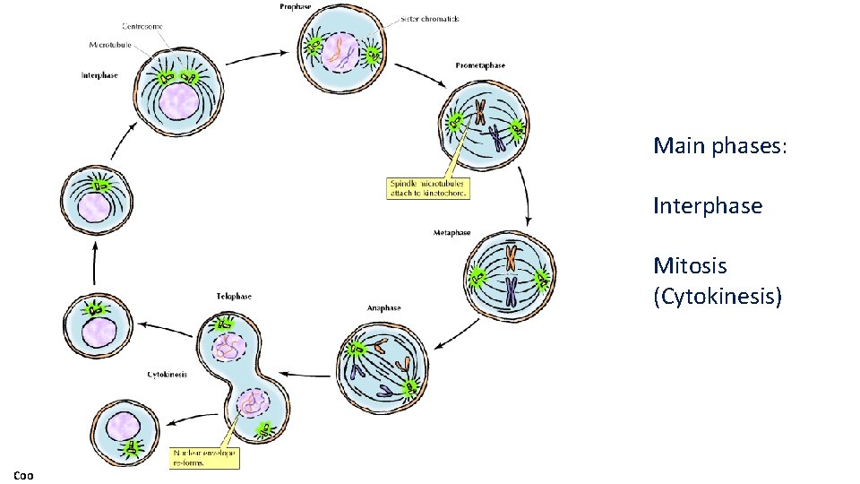 Main phases: Interphase Mitosis (Cytokinesis) Coo 