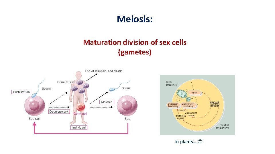 Meiosis: Maturation division of sex cells (gametes) In plants…. 