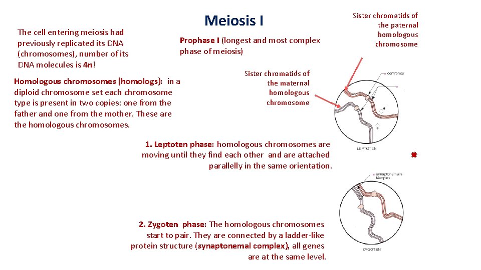 The cell entering meiosis had previously replicated its DNA (chromosomes), number of its DNA