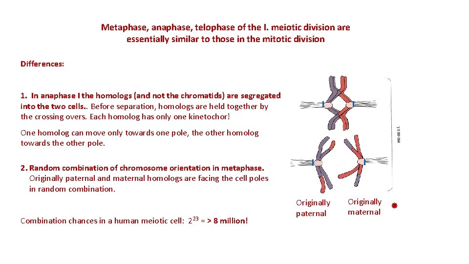 Metaphase, anaphase, telophase of the I. meiotic division are essentially similar to those in