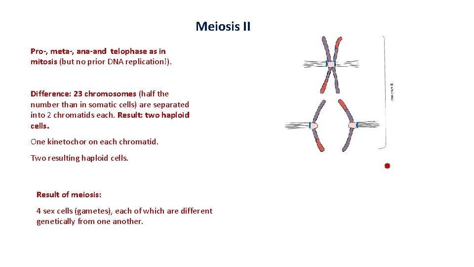 Meiosis II Pro-, meta-, ana-and telophase as in mitosis (but no prior DNA replication!).