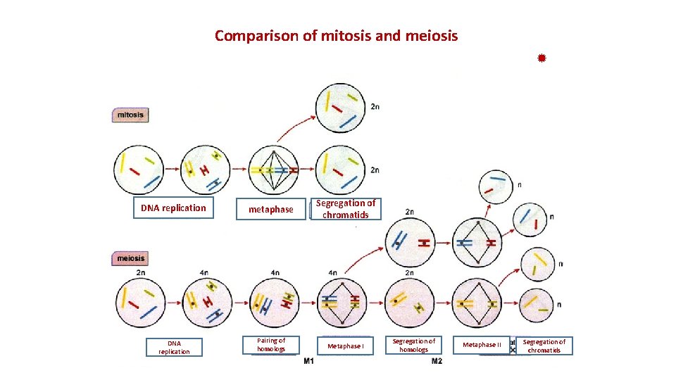 Comparison of mitosis and meiosis DNA replication metaphase Segregation of chromatids DNA replication Pairing