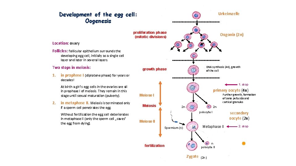 Development of the egg cell: Oogenesis Urkeimzelle proliferation phase (mitotic divisions) Oogonia (2 n)
