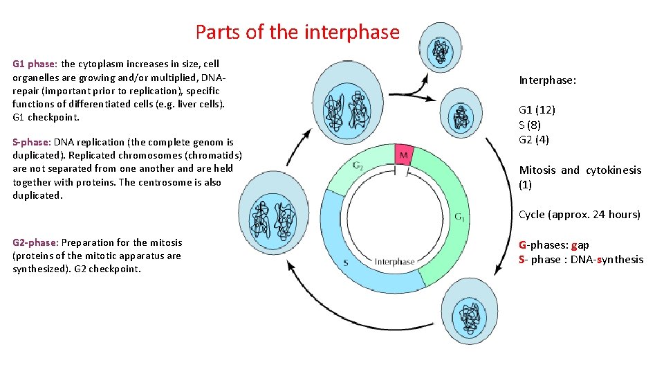 Parts of the interphase G 1 phase: the cytoplasm increases in size, cell organelles
