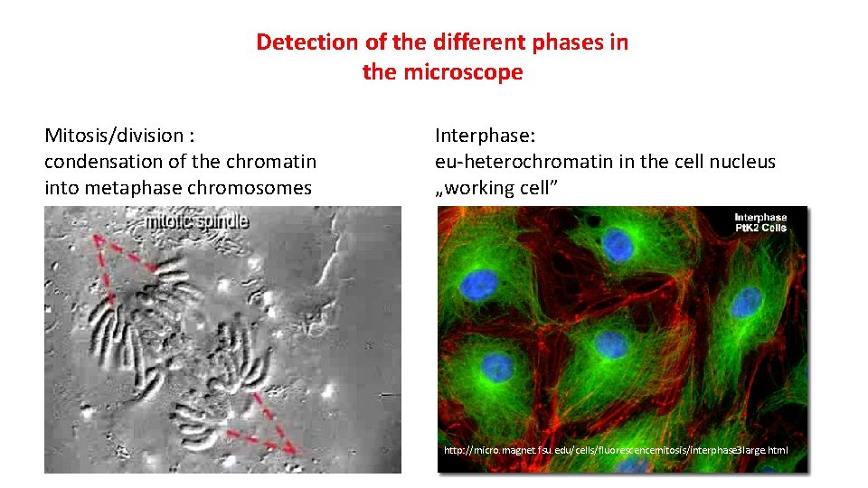 Detection of the different phases in the microscope Mitosis/division : condensation of the chromatin