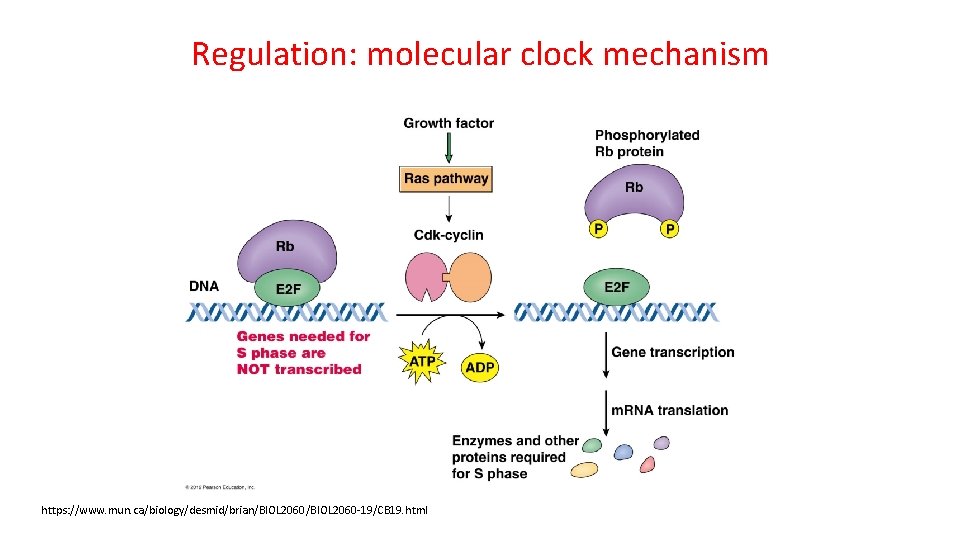 Regulation: molecular clock mechanism https: //www. mun. ca/biology/desmid/brian/BIOL 2060 -19/CB 19. html 