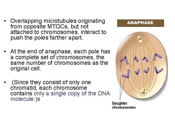  • Overlapping microtubules originating from opposite MTOCs, but not attached to chromosomes, interact