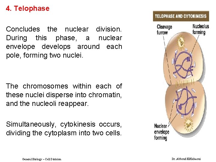 4. Telophase Concludes the nuclear division. During this phase, a nuclear envelope develops around