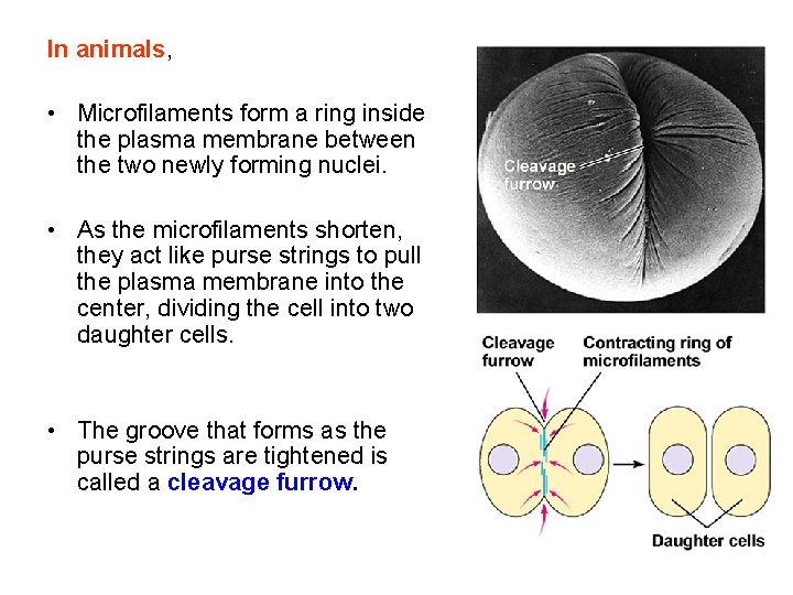 In animals, • Microfilaments form a ring inside the plasma membrane between the two