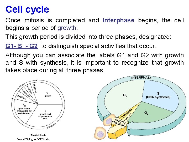 Cell cycle Once mitosis is completed and interphase begins, the cell begins a period