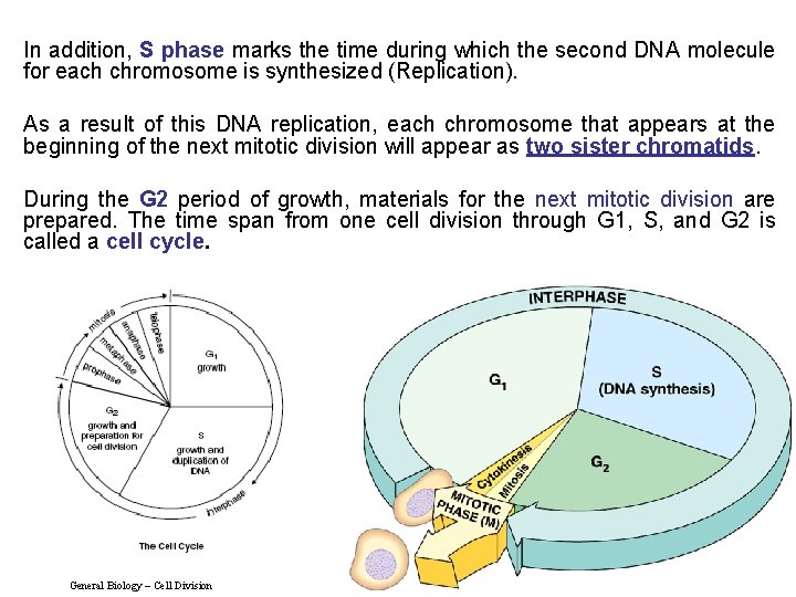 In addition, S phase marks the time during which the second DNA molecule for