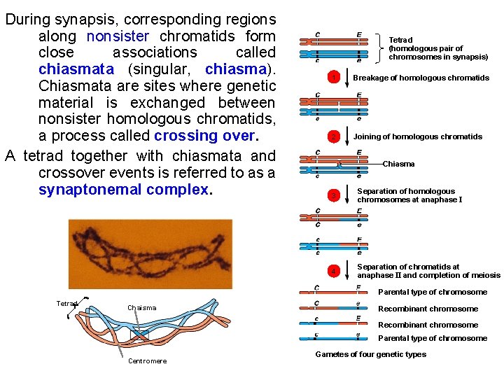 During synapsis, corresponding regions along nonsister chromatids form close associations called chiasmata (singular, chiasma).