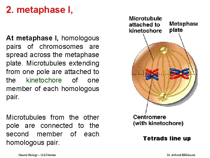 2. metaphase I, At metaphase I, homologous pairs of chromosomes are spread across the