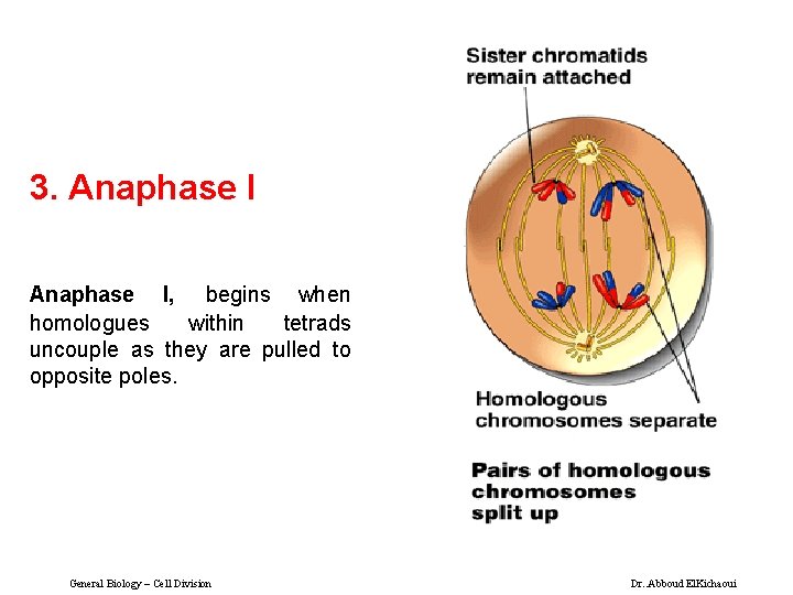 3. Anaphase I, begins when homologues within tetrads uncouple as they are pulled to