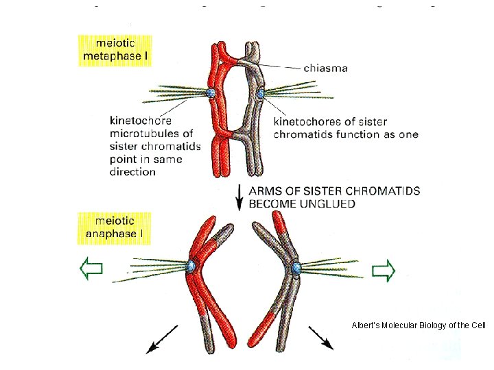 Albert’s Molecular Biology of the Cell 