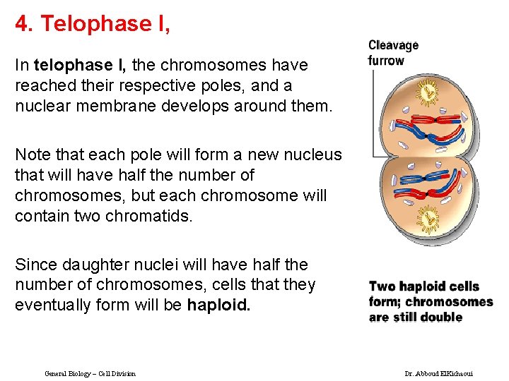 4. Telophase I, In telophase I, the chromosomes have reached their respective poles, and