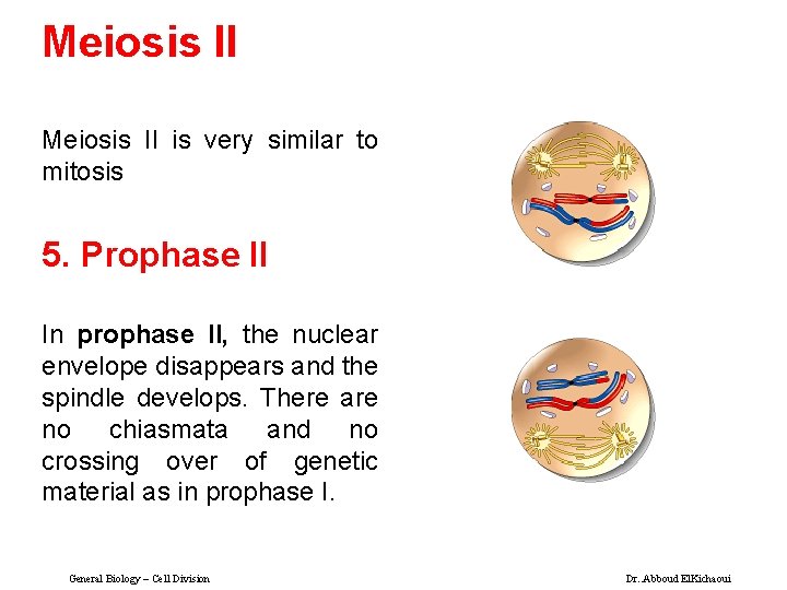 Meiosis II is very similar to mitosis 5. Prophase II In prophase II, the