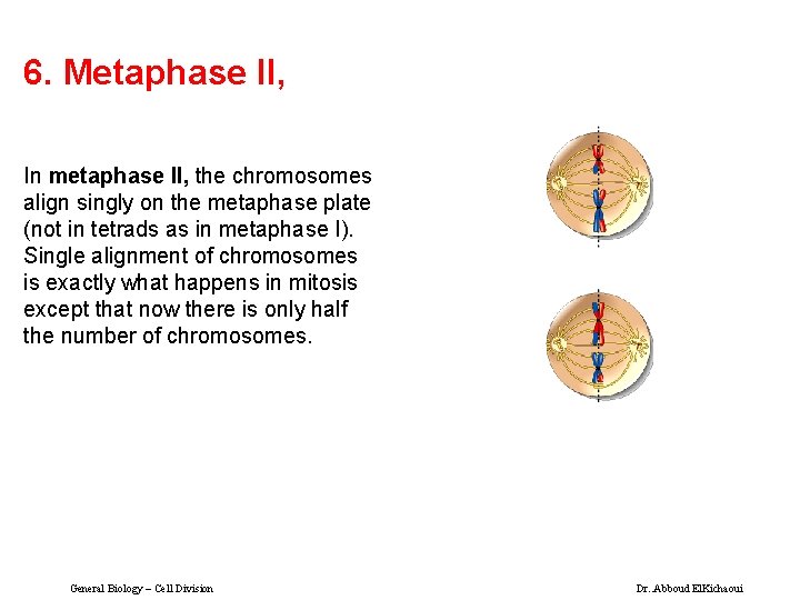 6. Metaphase II, In metaphase II, the chromosomes align singly on the metaphase plate