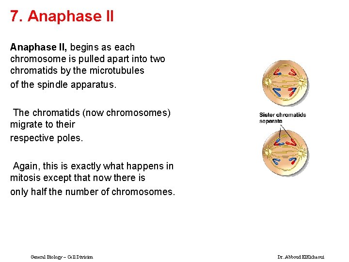 7. Anaphase II, begins as each chromosome is pulled apart into two chromatids by